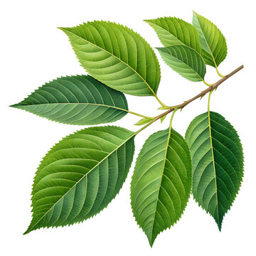 Fresh green cherry tree leaves on a small branch isolated on transparent background