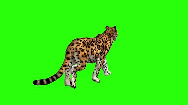 Wild leopard animal running, walking, attack or big cat animal with green screen or chroma key video clip motion background