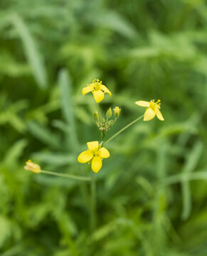 Bright yellow flowers bloom among green foliage