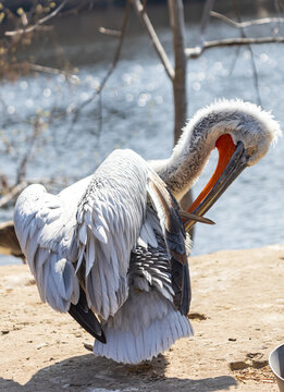 White pelican preens feathers near water