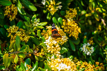 Red Admiral on Bloom © Ian