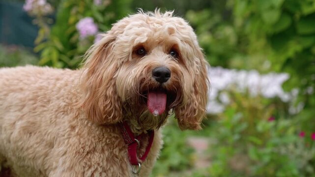 A cute curly brown Labradoodle or Goldendoodle dog standing or lying on green grass in summer. The fluffy pet looks happy and relaxed outdoors on a sunny day, enjoying nature. 