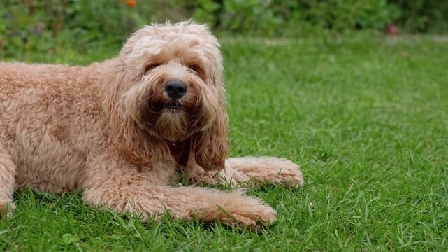 A cute curly brown Labradoodle or Goldendoodle dog standing or lying on green grass in summer. The fluffy pet looks happy and relaxed outdoors on a sunny day, enjoying nature. 