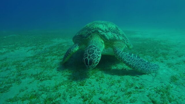 Slow motion of Sea Turtle grazes on seabed eating seaweed in evening light at sunset, Front side of Great Green Sea Turtle, Chelonia mydas eating Smooth ribbon seagrass on seabed at sundown