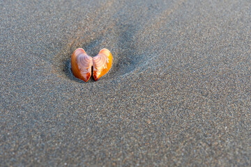 Open orange bivalve seashell shaped like heart resting on dark wet beach sand © panji