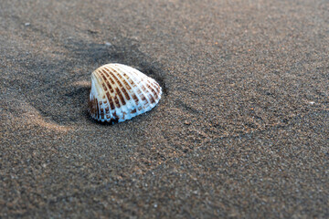Macro of white ribbed cockle seashell resting on wet dark sand beach © panji