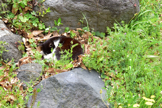 陽だまりに眠る猫
