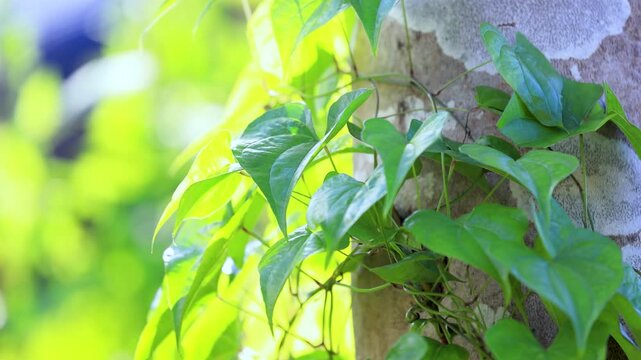 爽やかな光を浴びて風に揺れるオニドコロ（ヤマノイモ科）のつる植物