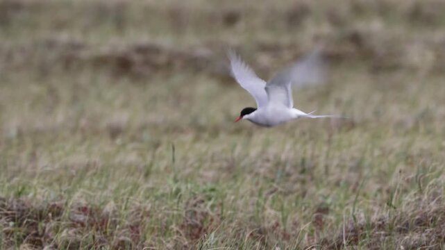 Arctic terns in flight on a blue background