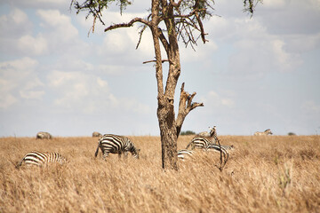 Grasende Zebras hinter einem Baumstamm in der Serengeti © Jane Be. The Picture