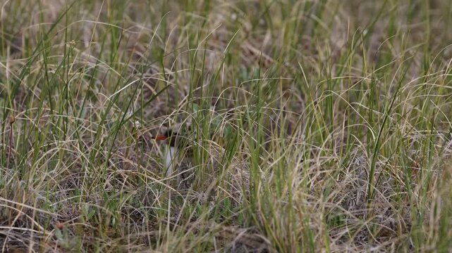 An Arctic tern chick sits on the shore of a lake against a backdrop of tundra vegetation.