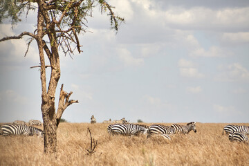 Zebraherde und Baum im trockenen Grasland der Serengeti © Jane Be. The Picture