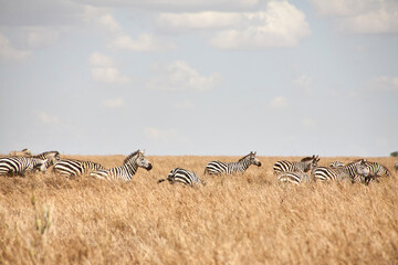 Zebraherde im hohen goldbraunen Gras der Serengeti © Jane Be. The Picture