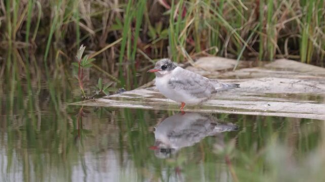 An Arctic tern chick sits on the shore of a lake against a backdrop of tundra vegetation.