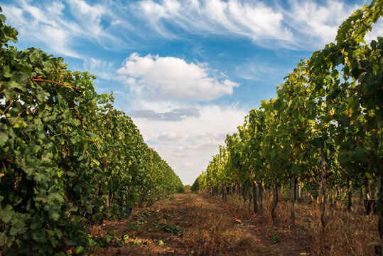 Vineyard landscape in autumn. Organic wine making nature background. Panoramic view grape vine and scenic sky.