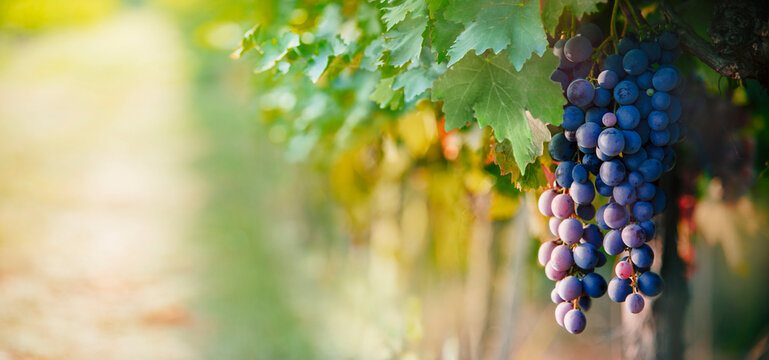 Closeup of grape in vineyard with bokeh background. Vine in autumn. Organic wine making poster. Winery shop design wallpaper.
