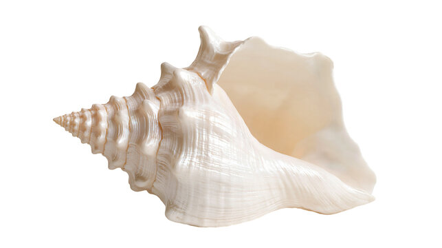 Large white spiral conch shell with textured ridges and smooth interior