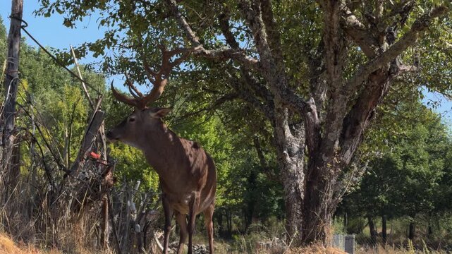 Majestic Stag Standing Still in Morning Forest Light
