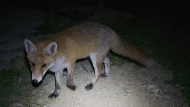 Close up footage shows a fox eating bones near a house at night while remaining calm under flashlight illumination