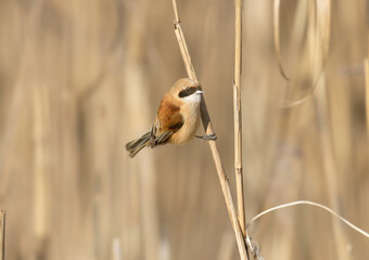 Eurasian Penduline Tit (Remiz pendulinus) perching on a dry reed stalk. © VOLODYMYR KUCHERENKO