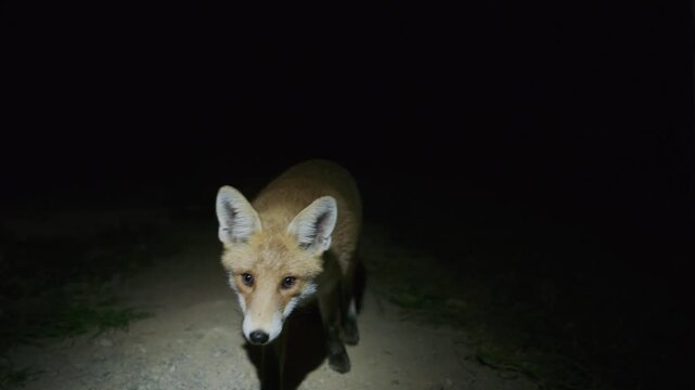 Wild fox feeding on bones near a house at night with the animal staying calm and close to the camera in slow motion