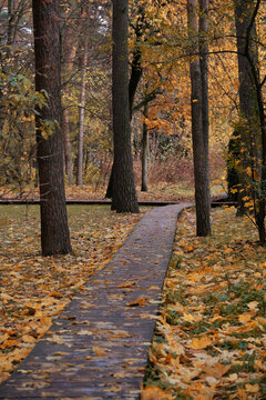 Beautiful landscape with yelow-orange foliage autumnal trees and wooden path in park. city park in fall season, autumn nature background. relax, peaceful, melancholic atmosphere
