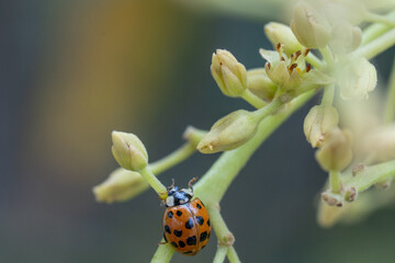 Spotted ladybird on avocado blossoms in natural crop ecosystem © juan