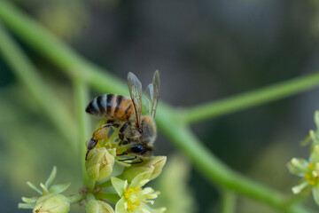 Honey bee foraging for nectar on avocado bloom in Ica © juan