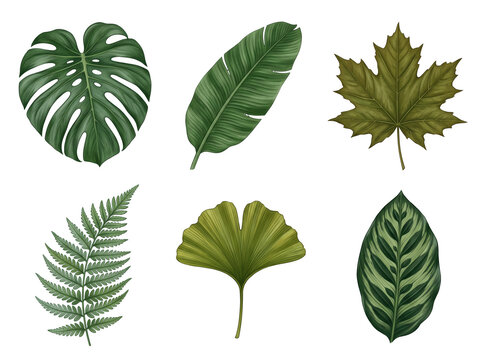 Collection of hand drawn botanical featuring various tropical and temperate green plant leaves isolated on a transparent background