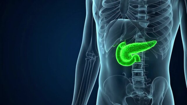 Medical 3D illustration of a human torso with a highlighted green pancreas shown through a transparent skeletal frame on a dark blue background