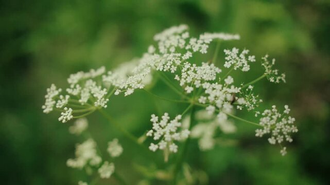 Macro close up shot of delicate cow parsley flowers blooming amid lush green foliage. Gentle camera movement and natural soft daylight create a peaceful rural ambience.