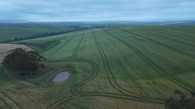 Barley rows and tractor lines sweep past a small farm dam and tree cluster in soft overcast dawn light, seen from a high drone flyover.