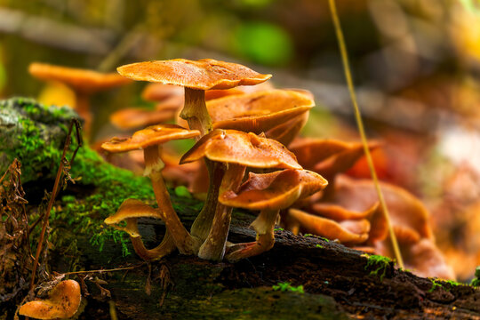 The mushrooms wood-decaying species, such as Kuehneromyces mutabilis (sheathed woodtuft) or a related fungus like Armillaria (honey fungus) or Hypholoma.