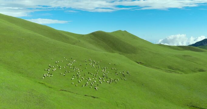 Badimalika region, Bajura, Nepal, aerial shot of a large sheep flock grazing across high-altitude lush green grassland and stunning rolling hills in Triveni Patan underneath blue sky