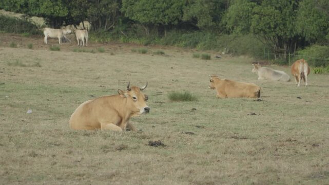 Asturian valley cows pasturing in a green field with trees in the background in Gijon, Spain