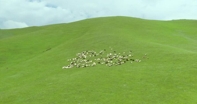 Badimalika region, Bajura, Nepal, drone pull-out shot revealing the expansive grassland with a flock of sheep grazing across vast green pastures in Triveni Patan.