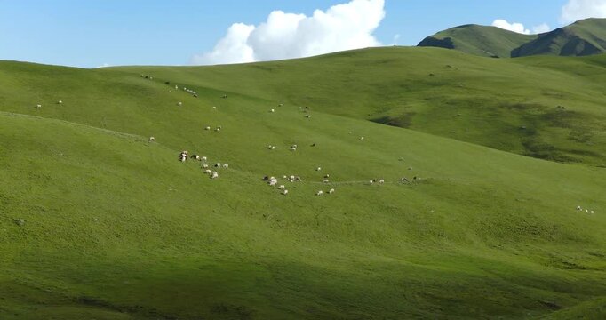 Badimalika region, Bajura, Nepal, aerial view of a scattered flock of sheep grazing across vast green pastures and rolling alpine hills in Triveni Patan grassland under a bright blue sky.