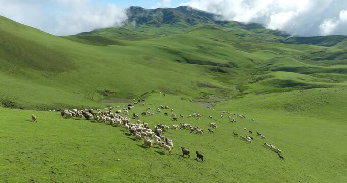 Badimalika region, Bajura, Nepal, aerial shot of a large sheep flock grazing and running across vast green rolling meadows in Triveni Patan underneath a bright sky hovering over the landscape