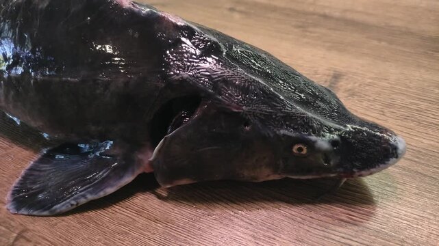 A freshly caught live sturgeon on an industrial table in a seafood processing plant