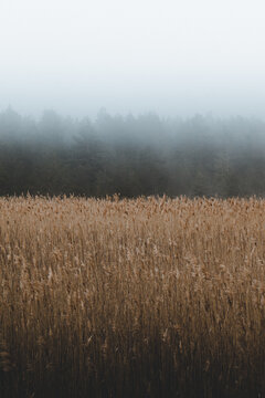 Undva, Estonia - 15 May 2021: View of Undva pank with tall dry reeds in the foreground and a dense forest shrouded in thick morning mist in the background.