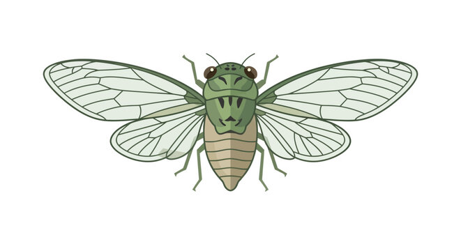 Green cicada insect vector illustration isolated on white background