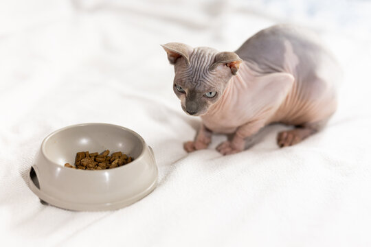 Eight-month-old Canadian Sphynx kitten sits on soft blanket next to feeding bowl.