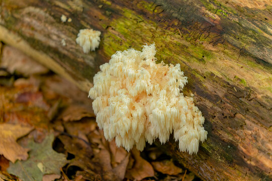 Hericium americanum, also known as Comb Tooth or Bears Head mushroom, is commonly found in early fall in the wild on dead hardwood trees.