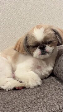 Cute shih tzu puppy sleeping peacefully on cozy sofa living room couch video footage capturing relaxing domestic pet lifestyle moments