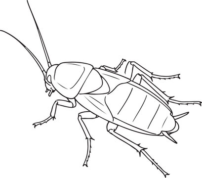 Oriental Cockroach (Blatta orientalis) Hand-drawn Sketch Drawing Vector Illustration, Line Linear Symbol Black and White Engraving, Isolated