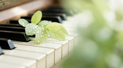 Naklejka premium Fresh green leaves with water droplets resting on piano keys, spring music and nature harmony concept