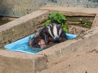 A Captive Badger Bathing in Water Bath © Stephan Morris 