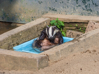 A Captive Badger Bathing in Water Bath © Stephan Morris 