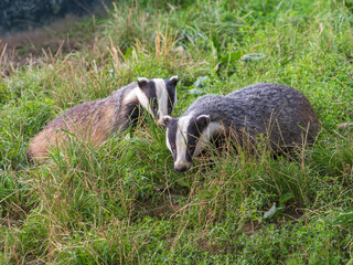 A Badger in the Grass © Stephan Morris 
