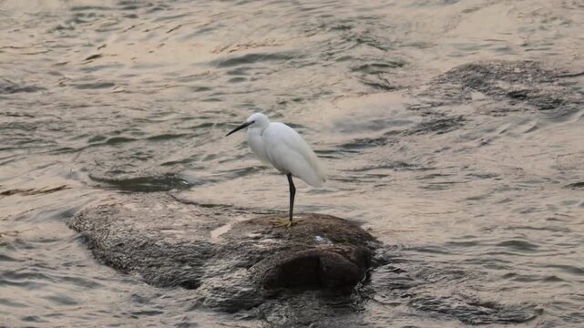 Little egret standing on rock in flowing river water at sunset, white heron wading bird resting in wild nature, India wildlife footage